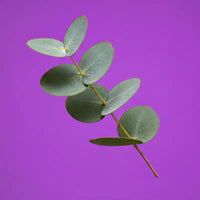 Eucalyptus
