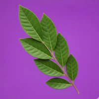 Camphor